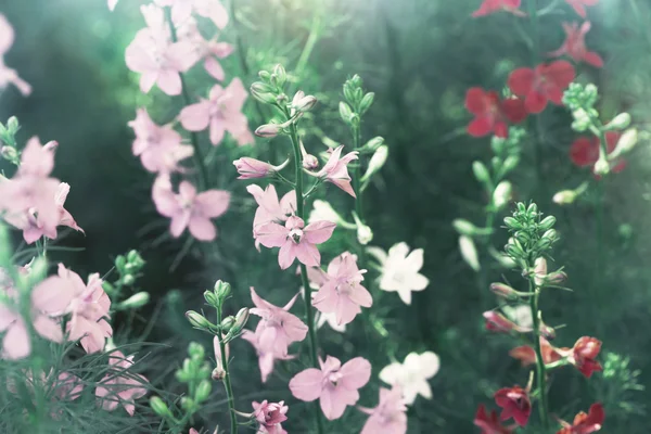 Kvetoucí květiny delphinium — Stock fotografie