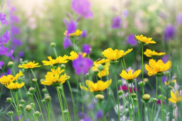 Schattig zachte gele bloemen, bloeien in een tuin — Stockfoto