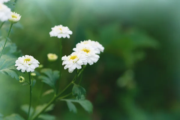 Flores de camomila, florescendo em um prado — Fotografia de Stock