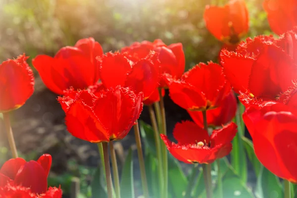 Tulipanes rojos de primavera, primer plano — Foto de Stock