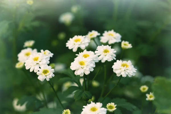 Chamomiles kvetoucí — Stock fotografie