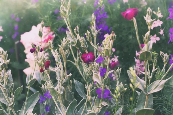 Garden flowers — Stock Photo, Image