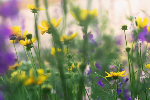 Gele bloemen, bloei in een veld — Stockfoto