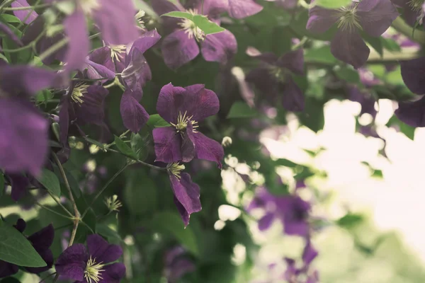 Flores clematis em um jardim — Fotografia de Stock