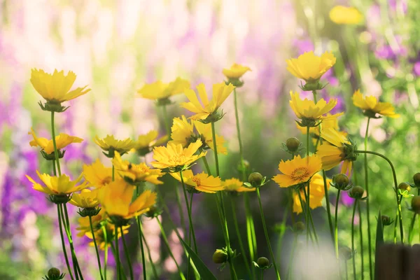 Ярко-желтые цветы, цветущие в поле — стоковое фото