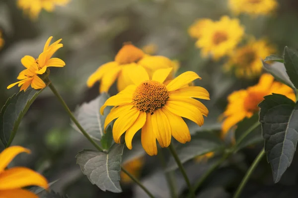 Fleurs jaunes, image tonique — Photo