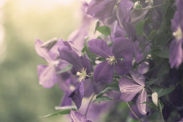 Plamének purpurové květy — Stock fotografie