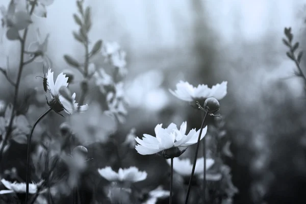 Flowers, black and white image — Stock Photo, Image