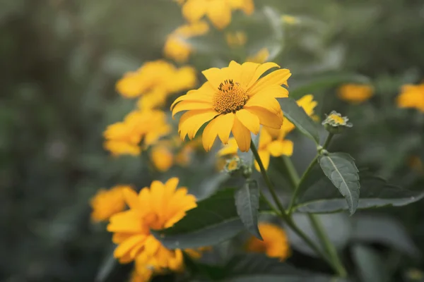 Coreopsis kwiat w ogrodzie — Zdjęcie stockowe