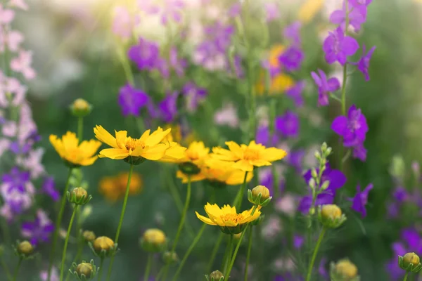 Kwiaty na polu — Zdjęcie stockowe