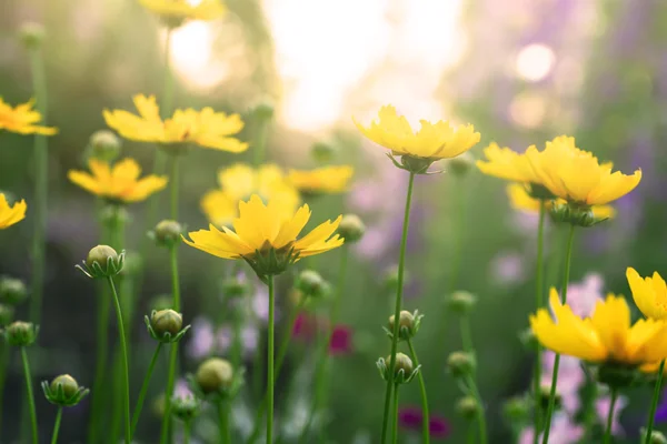 Kwitnące kwiaty coreopsis w polu — Zdjęcie stockowe