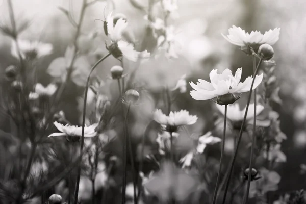 Foto preto e branco, flores em um campo — Fotografia de Stock