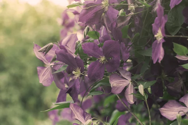 Purple clematis flowers, nature background — Stock Photo, Image