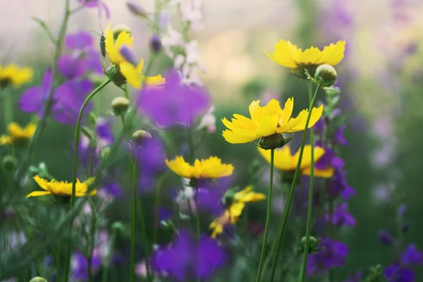 Flores, al aire libre tiro — Foto de Stock