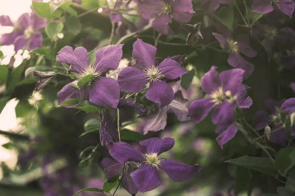 Fiori di clematide viola, colpo all'aperto — Foto Stock