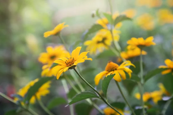 Sarı çiçekler, açık atış — Stok fotoğraf