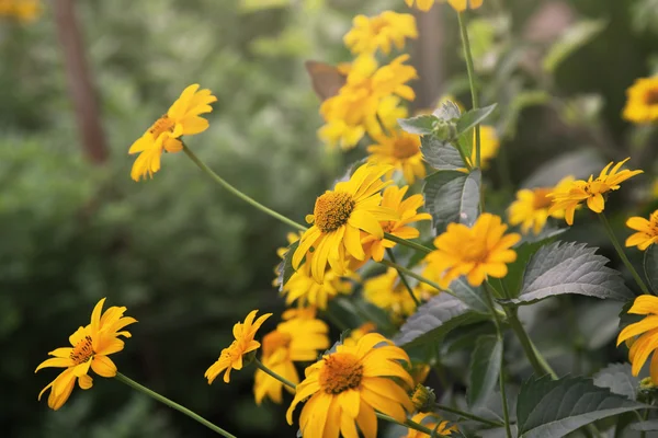 屋外撮影の花 — ストック写真