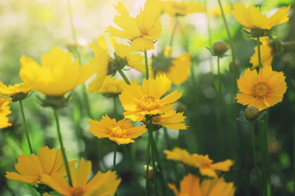 Яркий солнечный пейзаж с желтыми цветами — стоковое фото