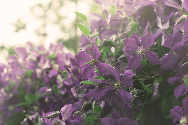 Bush of clematis flowers — Stock Photo, Image
