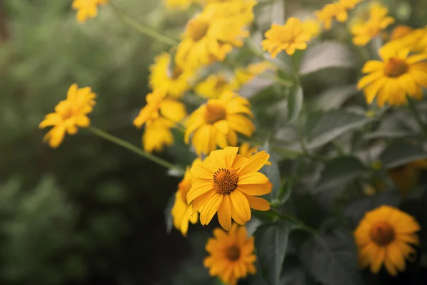 ブッシュの咲く黄色の花 — ストック写真