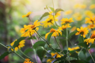 taze sarı çiçek çiçeklenme