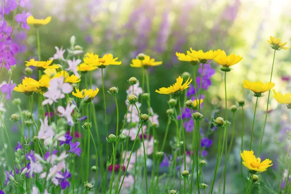 Цветы на солнечном летнем лугу — стоковое фото