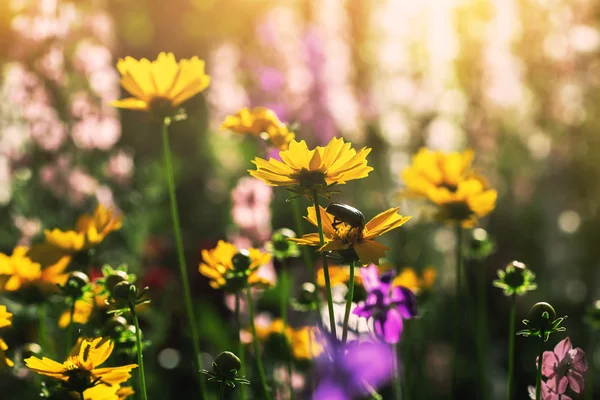 Flor de verão bonito — Fotografia de Stock