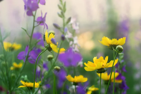 Flores delicadas en un jardín, mañana brumosa — Foto de Stock