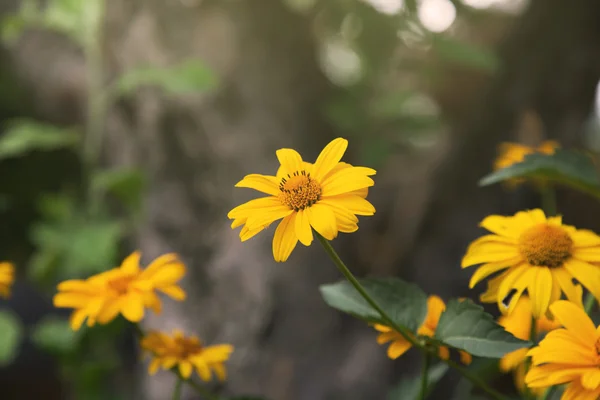 Yellow flowers close up — Stock Photo, Image