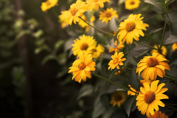 Жёлтые летние цветы — стоковое фото