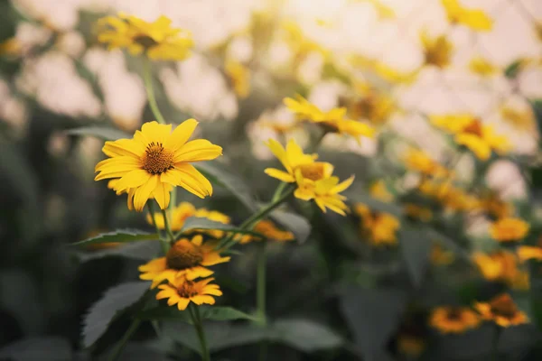 Taze parlak sarı çiçek çiçeklenme — Stok fotoğraf