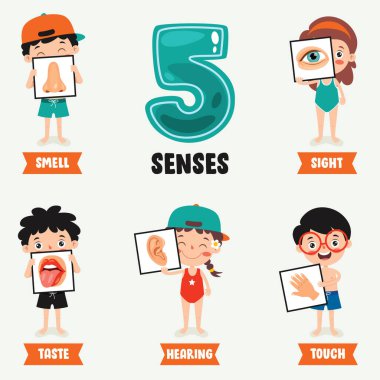 İnsan Organı ile Beş Duyu