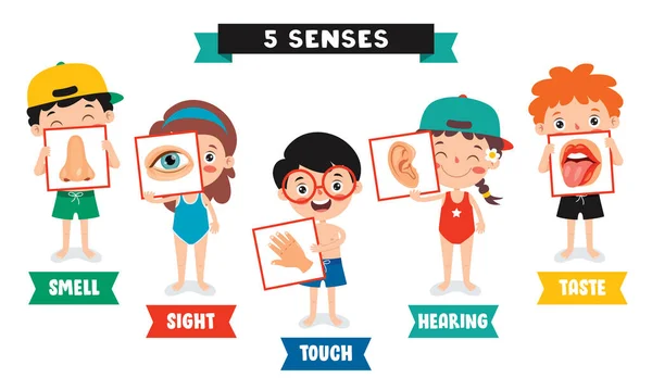 人类器官的五种感觉概念 — 图库矢量图片