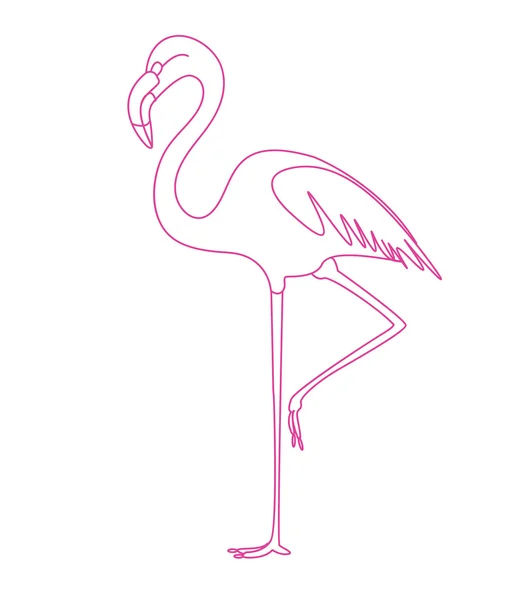 Flamingo ptak zwrotnik — Wektor stockowy
