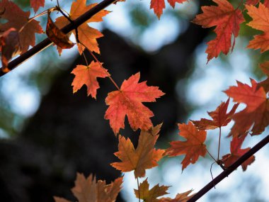 Sonbaharda güneşte kırmızı ve sarı yapraklar