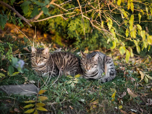 Two Stray Kittens Lie Street Leaves — Stock Photo, Image