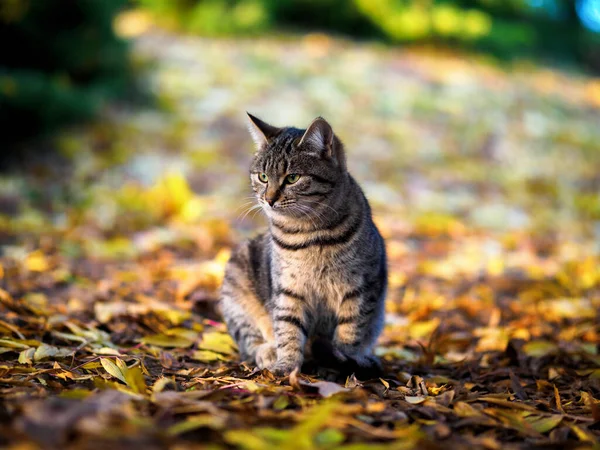 The cat looks away and sits on the leaves in the Park