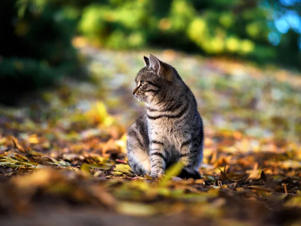 Cat Looks Away Sits Leaves Park — Stock Photo, Image