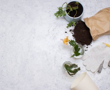 Bir saksının içine ev bitkisi dikmek, çiçek bakımının minimalizmi, üst manzara.