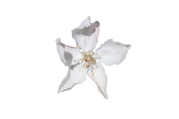 Açılmış ayva ağacı çiçeği beyaz arkaplanda