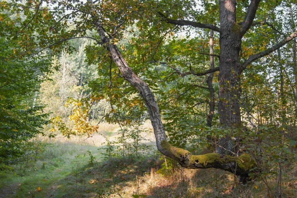 Sonbaharda orman Eylül 'de, öğleden sonra.