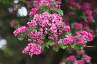 Parkta çiçek açan pembe dikenli ağaç.