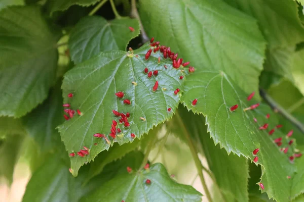 Linden ağacı yaprağı hastalığı. Yapraklarda kırmızı filizler.