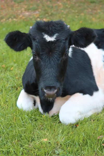 Çimlerin üzerinde yatan genç bir boğanın portresi.