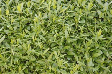 Yeşil bahçe çalılarının dokusu. Sebze arka planı.