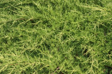 Bir thuja ağacının yeşil dallarının arkaplan resmi.