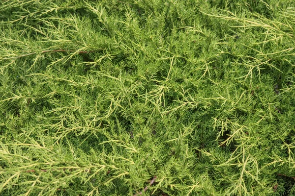 Bir thuja ağacının yeşil dallarının arkaplan resmi.