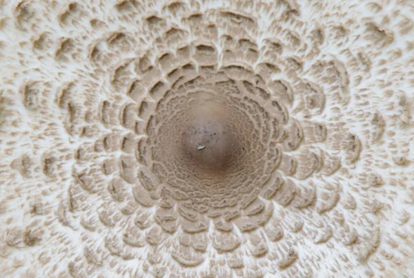 Poisonous mushroom, pale toadstool. View from above.