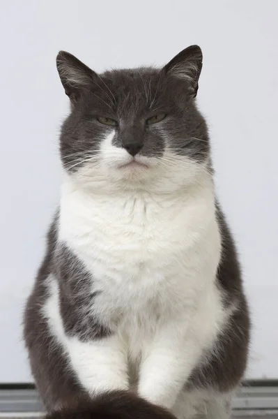 Πορτρέτο Μιας Άστεγης Περήφανης Γάτας Του Δρόμου Εικόνα Αρχείου