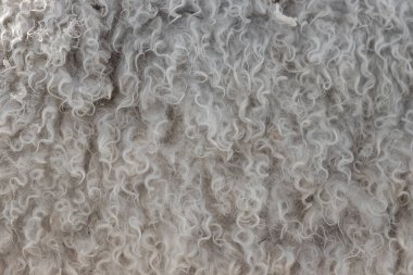 Doku, evcil bir koyunun yünü..